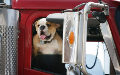 New Requirements for Bringing Dogs into the United States